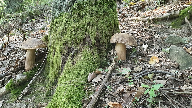 hríb bronzový Boletus aereus Bull. ex Fr.