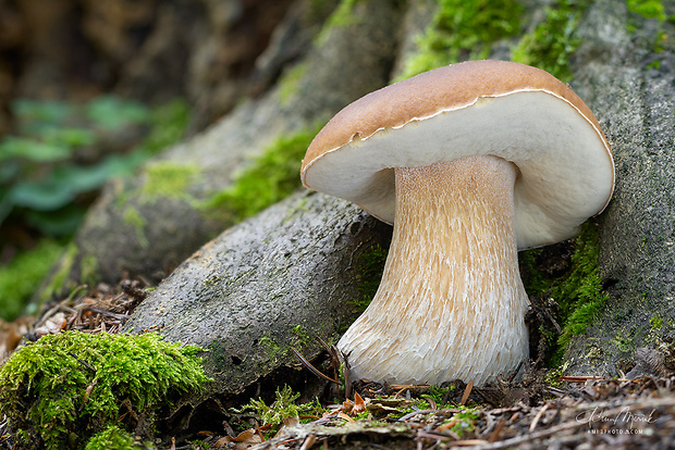 hríb smrekový Boletus edulis Bull.