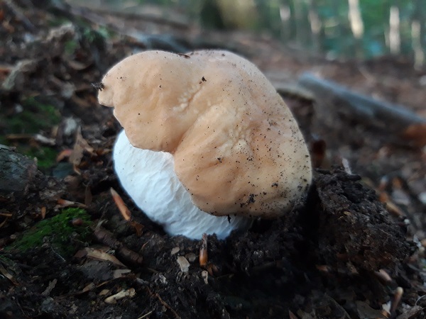 hríb dubový Boletus reticulatus Schaeff.