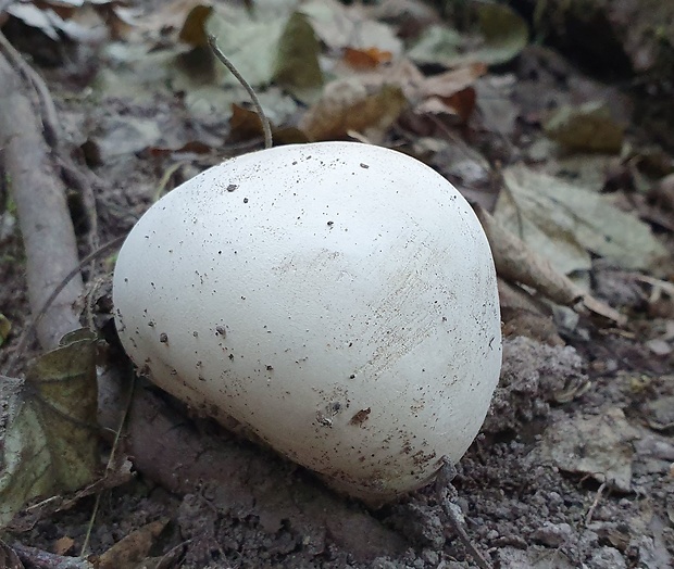 vatovec obrovský Calvatia gigantea (Batsch) Lloyd