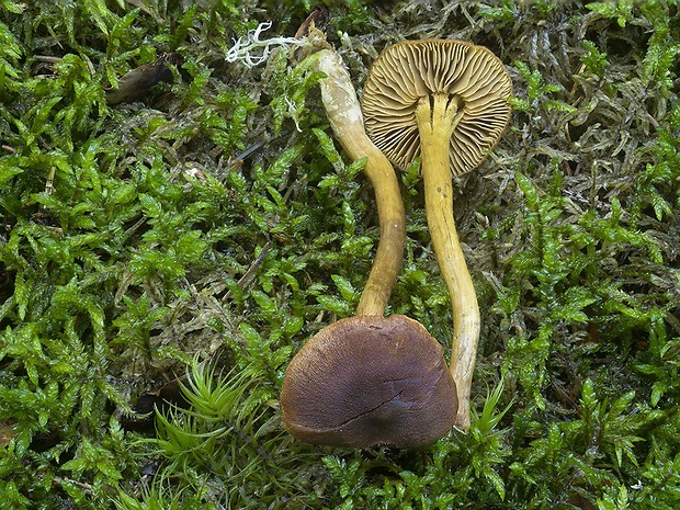 pavučinovec rašelinníkový Cortinarius tubarius Ammirati & A.H. Sm.