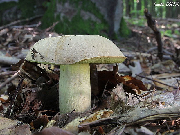 hríb plavý Hemileccinum impolitum (Fr.) Šutara