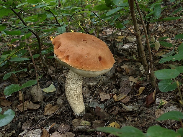 kozák osikový Leccinum albostipitatum den Bakker & Noordel.