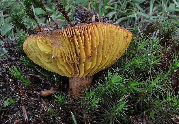 lupeňopórovec červenožltý Phylloporus rhodoxanthus (Schwein.) Bres.