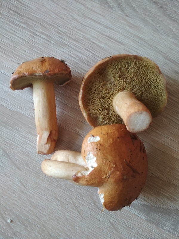 masliak kravský Suillus bovinus (Pers.) Roussel