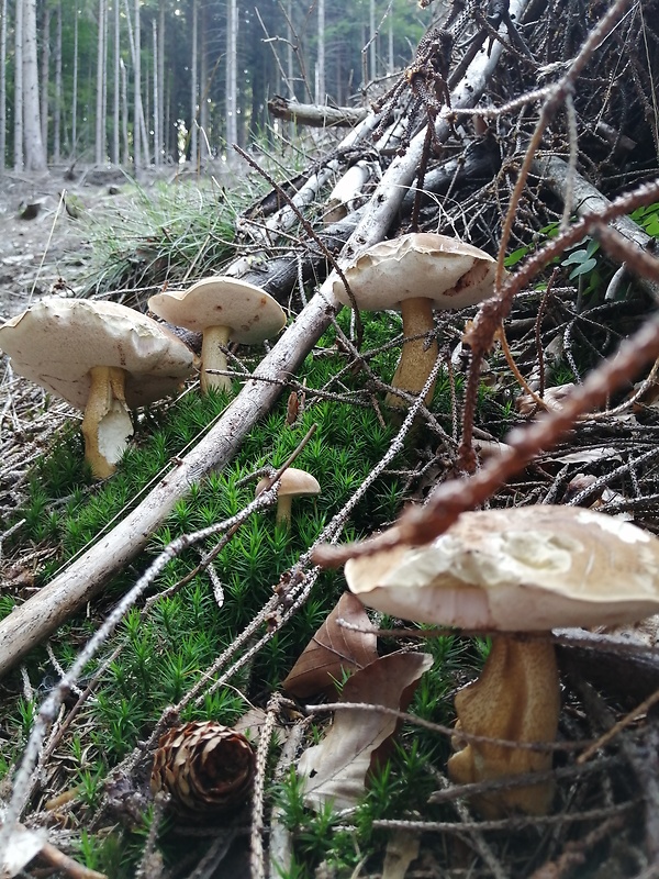 podhríb žlčový Tylopilus felleus (Bull.) P. Karst.