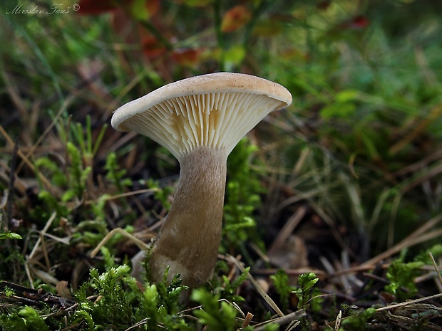 strmuľka kyjakovitá Ampulloclitocybe clavipes (Pers.) Redhead, Lutzoni, Moncalvo & Vilgalys