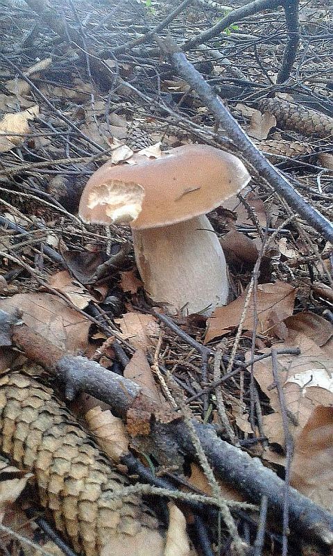 hríb smrekový Boletus edulis Bull.