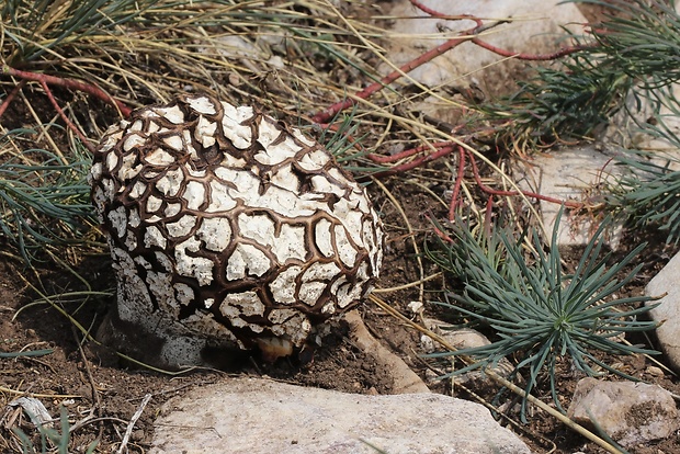 rozpadavec krehký Calvatia cyathiformis (Bosc) Morgan