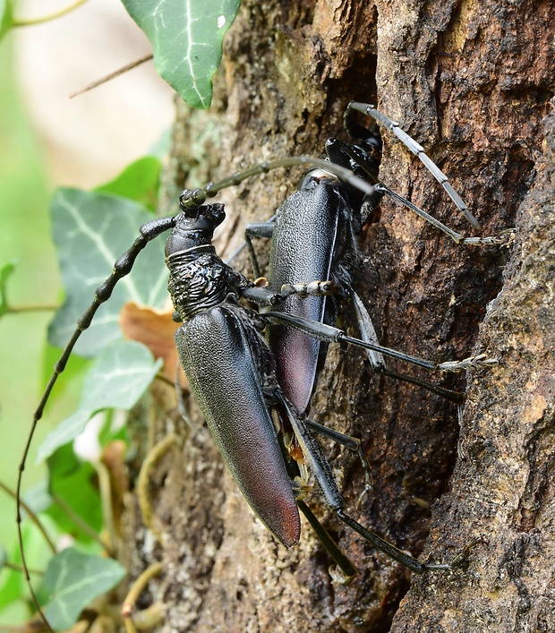 fuzáč veĺký Cerambyx cerdo