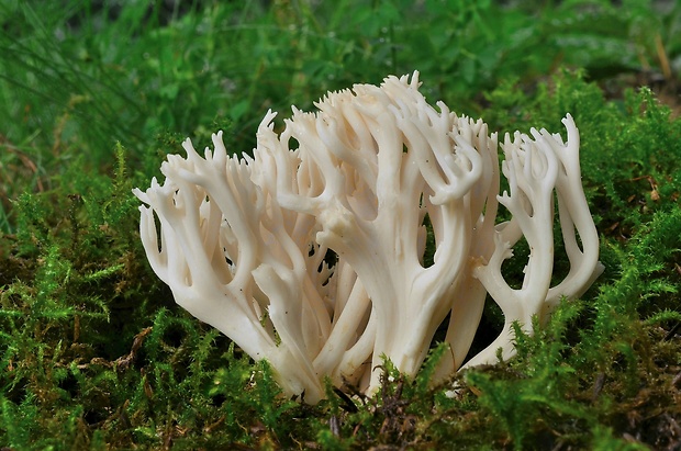 konárovka hrebenitá Clavulina coralloides (L.) J. Schröt.