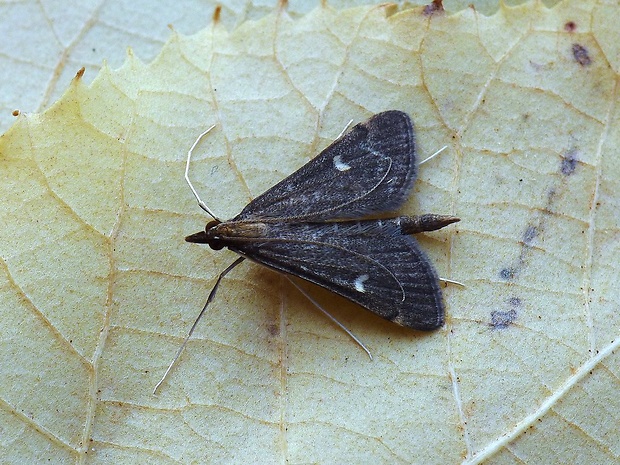 vijačka ďatelinová Dolicharthria punctalis