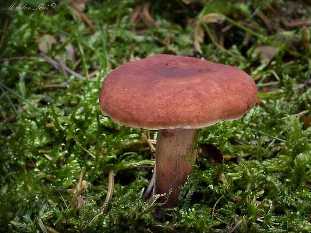 rýdzik gáfrový Lactarius camphoratus (Bull.) Fr.