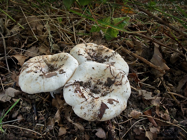 rýdzik osikový Lactarius controversus Pers.