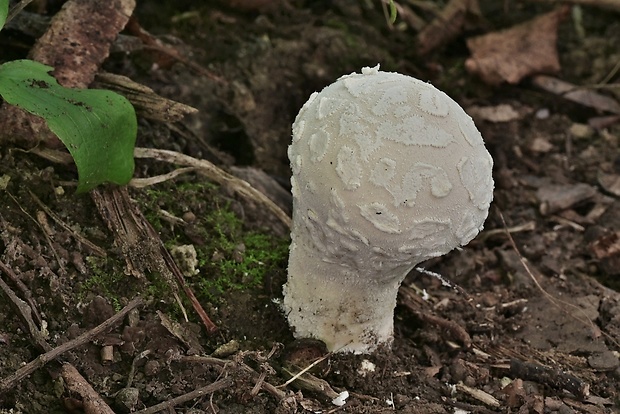 prášnica závojová Lycoperdon mammiforme Pers.