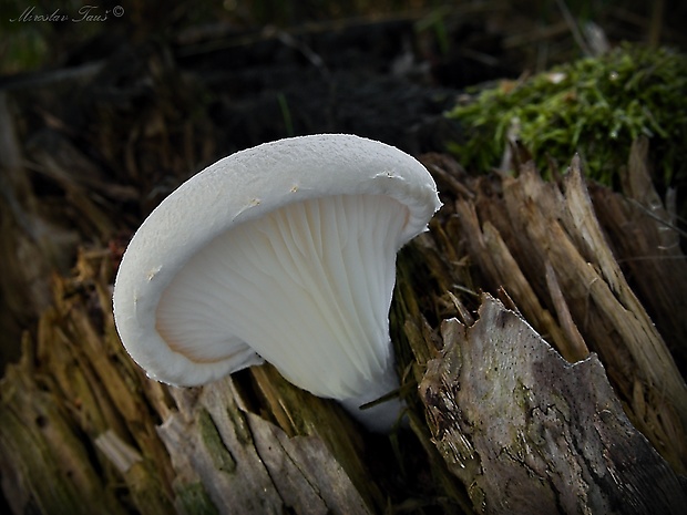 hliva dubová Pleurotus dryinus (Pers.) P. Kumm.