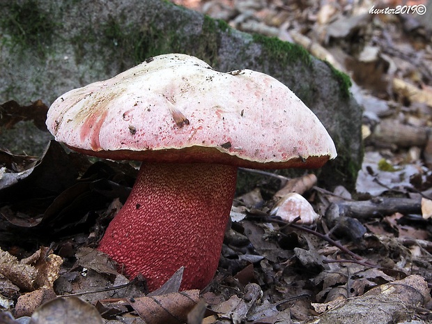 hríb purpurový Rubroboletus rhodoxanthus Kuan Zhao &amp; Zhu L. Yang