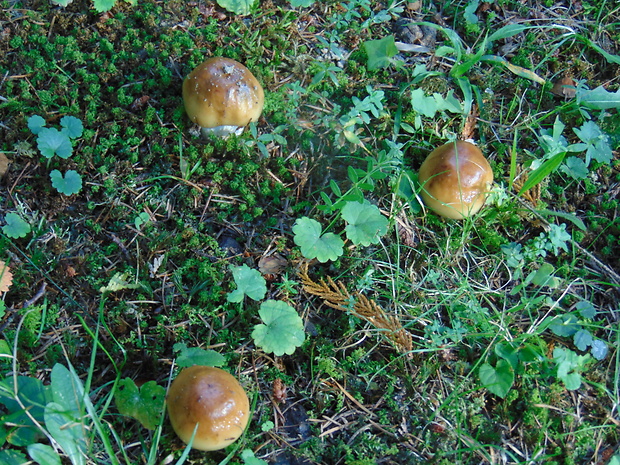 plávka smradľavá Russula foetens Pers.