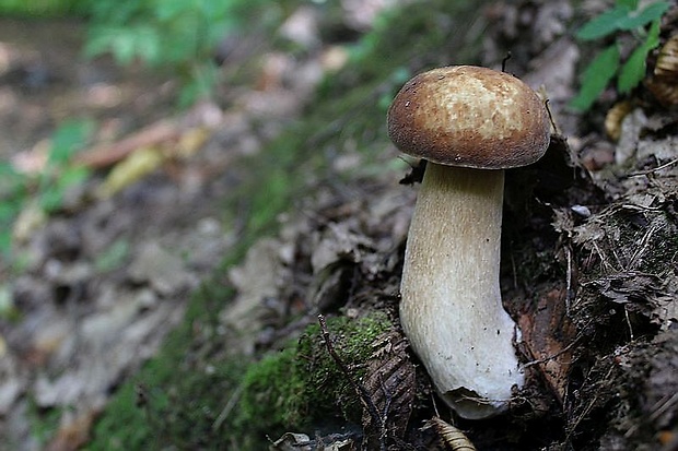 hríb dubový Boletus reticulatus Schaeff.