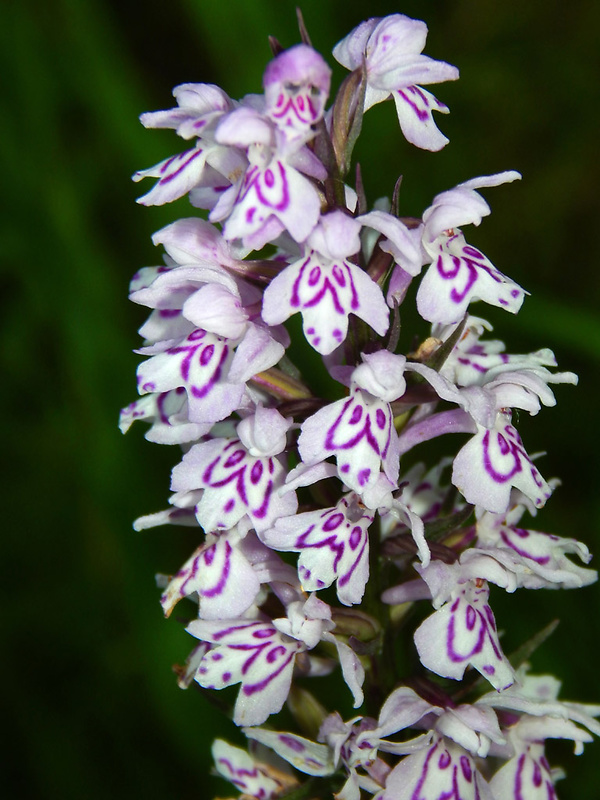 vstavačovec fuchsov pravý Dactylorhiza fuchsii subsp. fuchsii (Druce) Soó