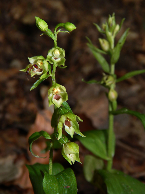 kruštík neskorý Epipactis albensis Nováková & Rydlo