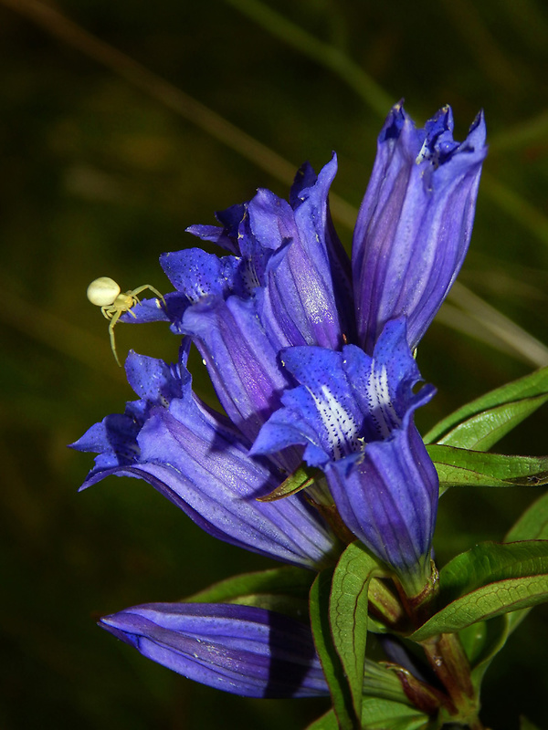 horec luskáčovitý Gentiana asclepiadea L.