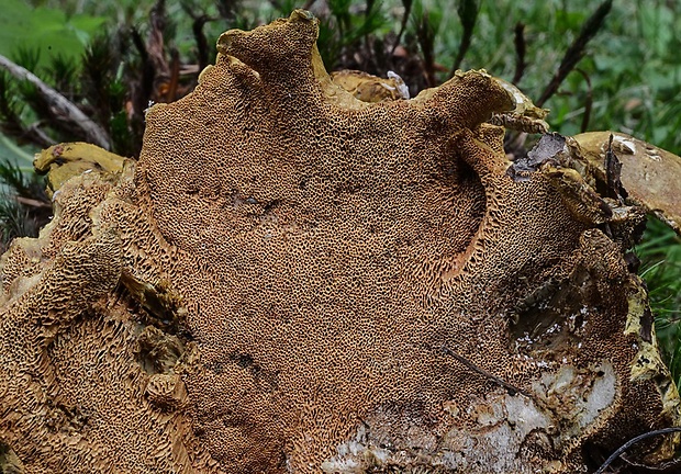 krásnopórovec zelenohnedý Laeticutis cristata (Schaeff.) Audet