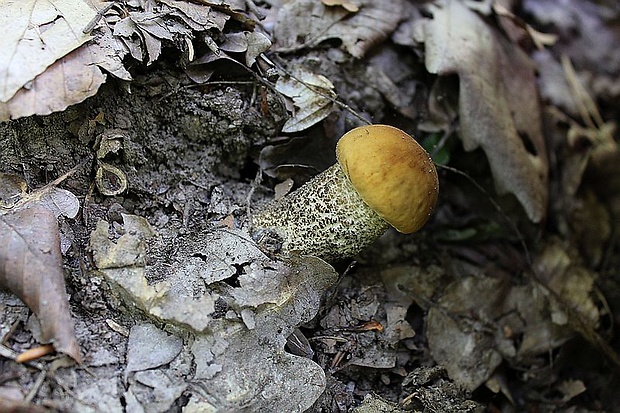 kozák hrabový Leccinum pseudoscabrum (Kallenb.) Šutara