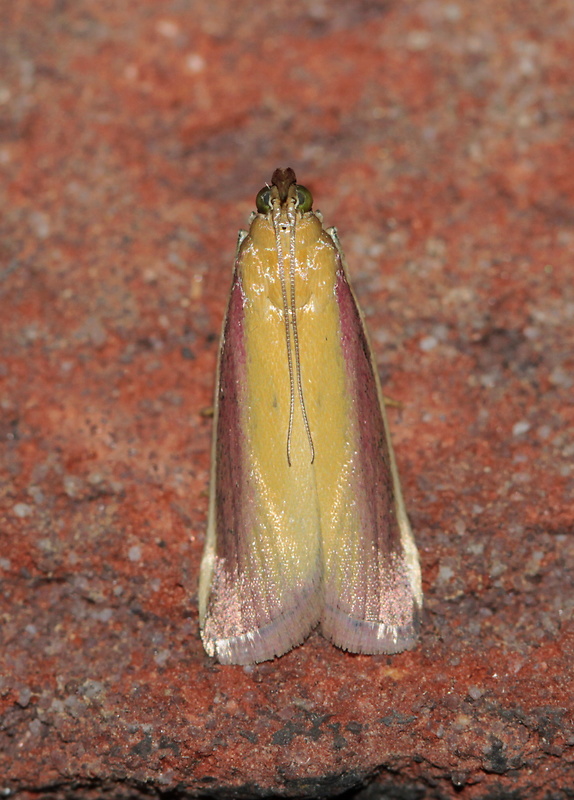 vijačka lucernová  Oncocera semirubella
