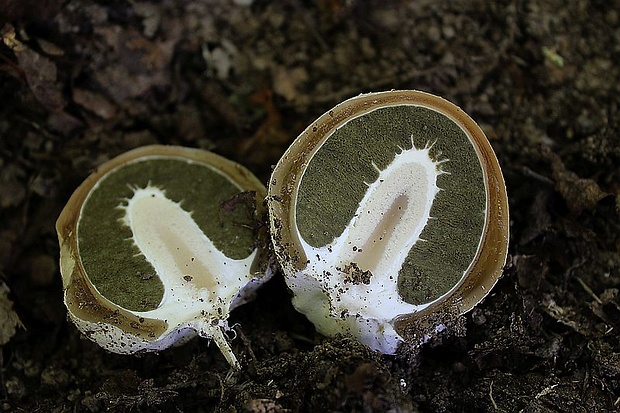 hadovka smradľavá Phallus impudicus L.