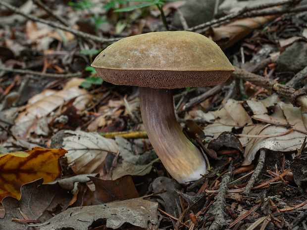 tmavohríb obyčajný Porphyrellus porphyrosporus (Fr. & Hök) E.-J. Gilbert