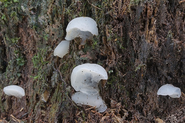 pajelenka želatínová Pseudohydnum gelatinosum (Scop.) P. Karst.