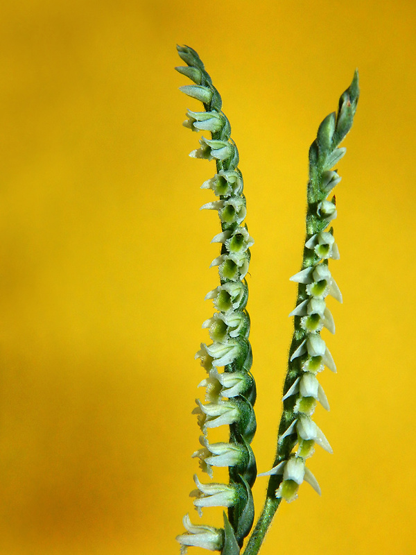 pokrut jesenný Spiranthes spiralis (L.) Chevall.