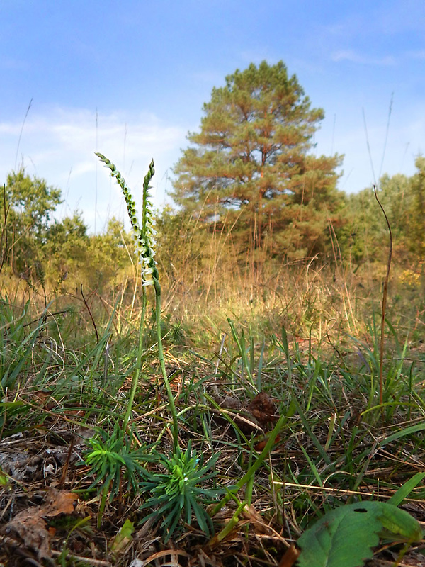 pokrut jesenný Spiranthes spiralis (L.) Chevall.