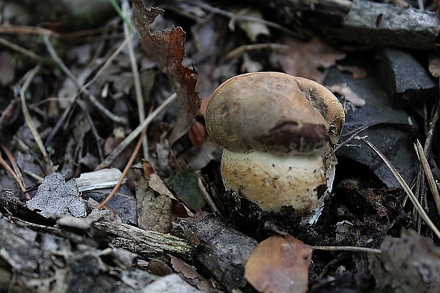 hríb bronzový Boletus aereus Bull. ex Fr.