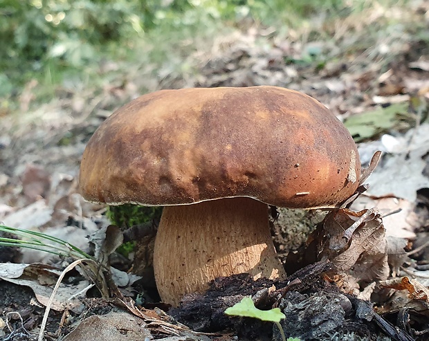 hríb bronzový Boletus aereus Bull. ex Fr.