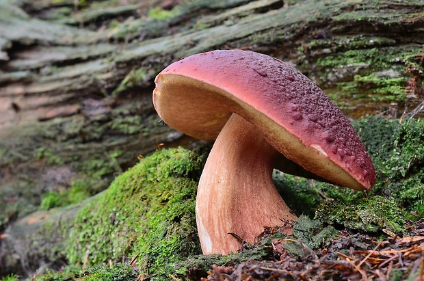 hríb sosnový Boletus pinophilus Pil. et Dermek in Pil.