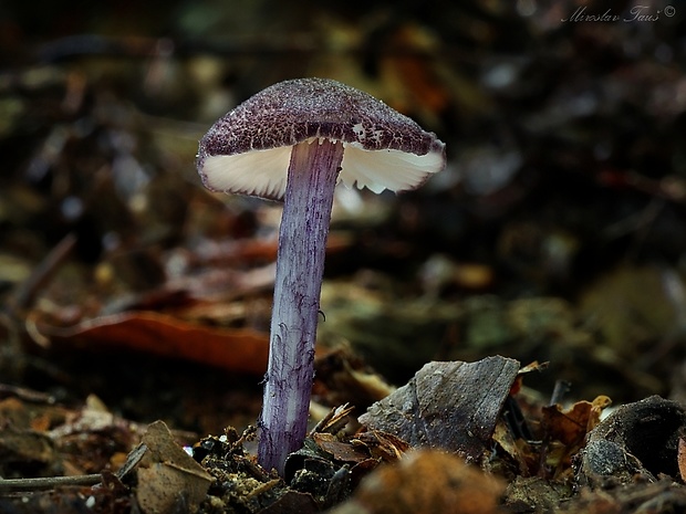 hodvábnica Entoloma allochroum  Noordel. 1982