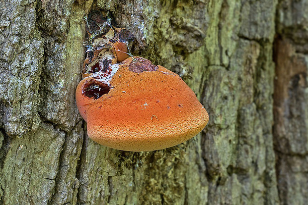 pečeňovec dubový Fistulina hepatica (Schaeff.) With.