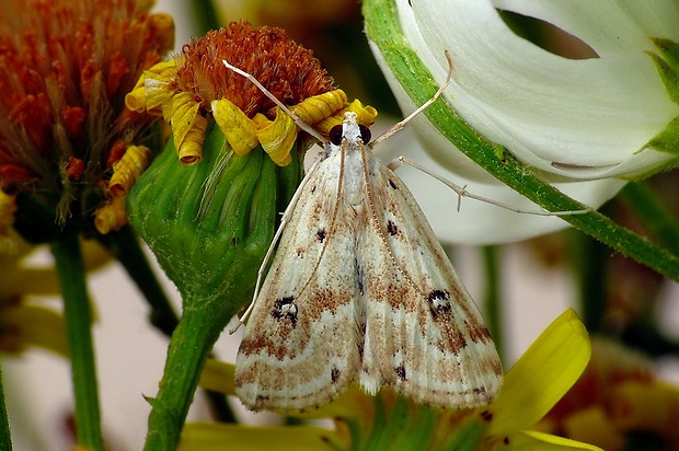 vijačka močiarna (sk) / vílenka řezanová (cz) Parapoynx stratiotata Linnaeus, 1758