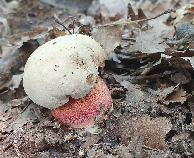 hríb purpurový Rubroboletus rhodoxanthus Kuan Zhao &amp; Zhu L. Yang