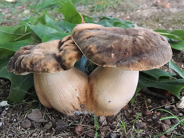 hríb bronzový Boletus aereus Bull. ex Fr.