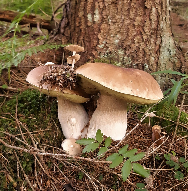 hríb smrekový Boletus edulis Bull.