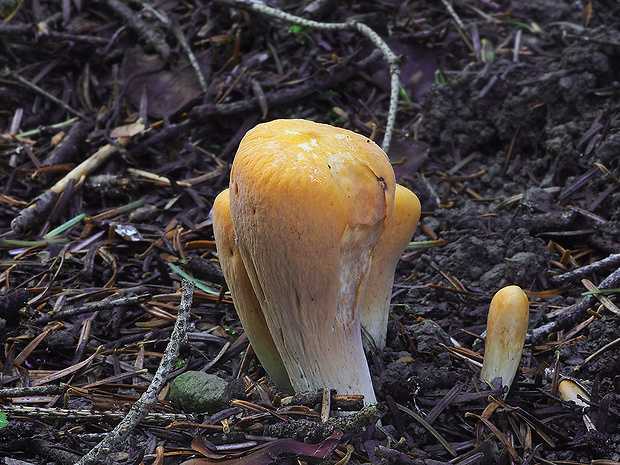 kyjak useknutý Clavariadelphus truncatus Donk