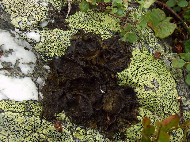 koléma šupinkatá Collema flaccidum (Ach.) Ach.