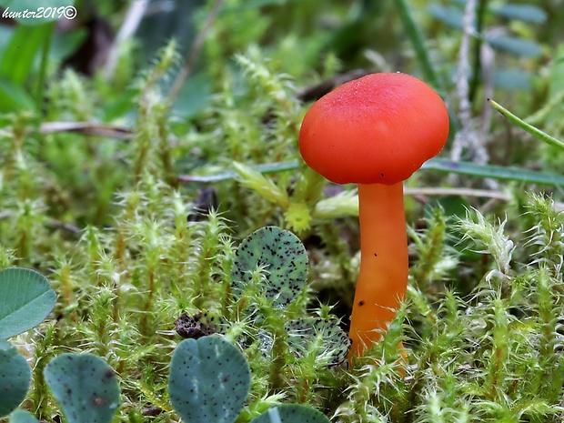 lúčnica Hygrocybe sp.