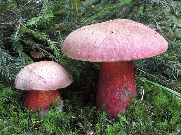 hríb úhľadný horský Rubroboletus rubrosanguineus (Cheype) Kuan Zhao & Zhu L. Yang