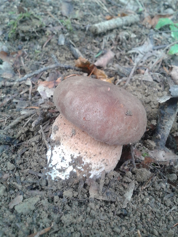 hríb dubový Boletus reticulatus Schaeff.