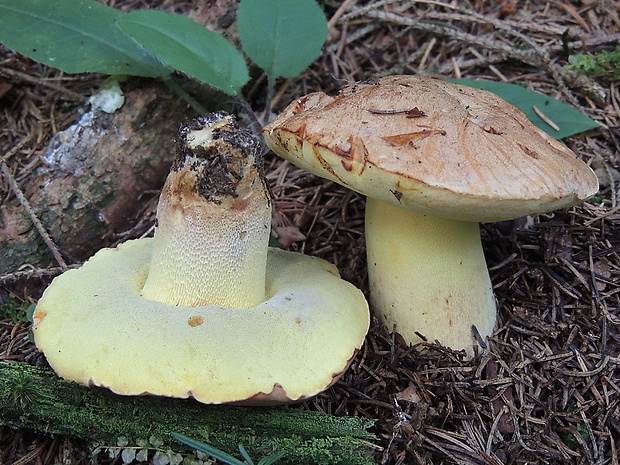 hríb horský Butyriboletus subappendiculatus (Dermek, Lazebn. & J. Veselský) D. Arora & J.L. Frank