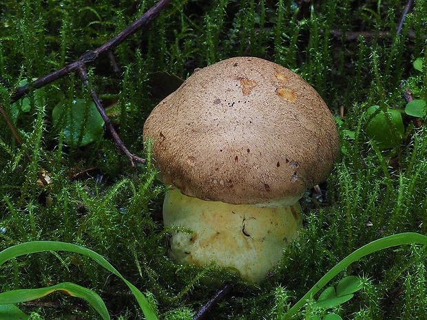 hríb horský Butyriboletus subappendiculatus (Dermek, Lazebn. & J. Veselský) D. Arora & J.L. Frank